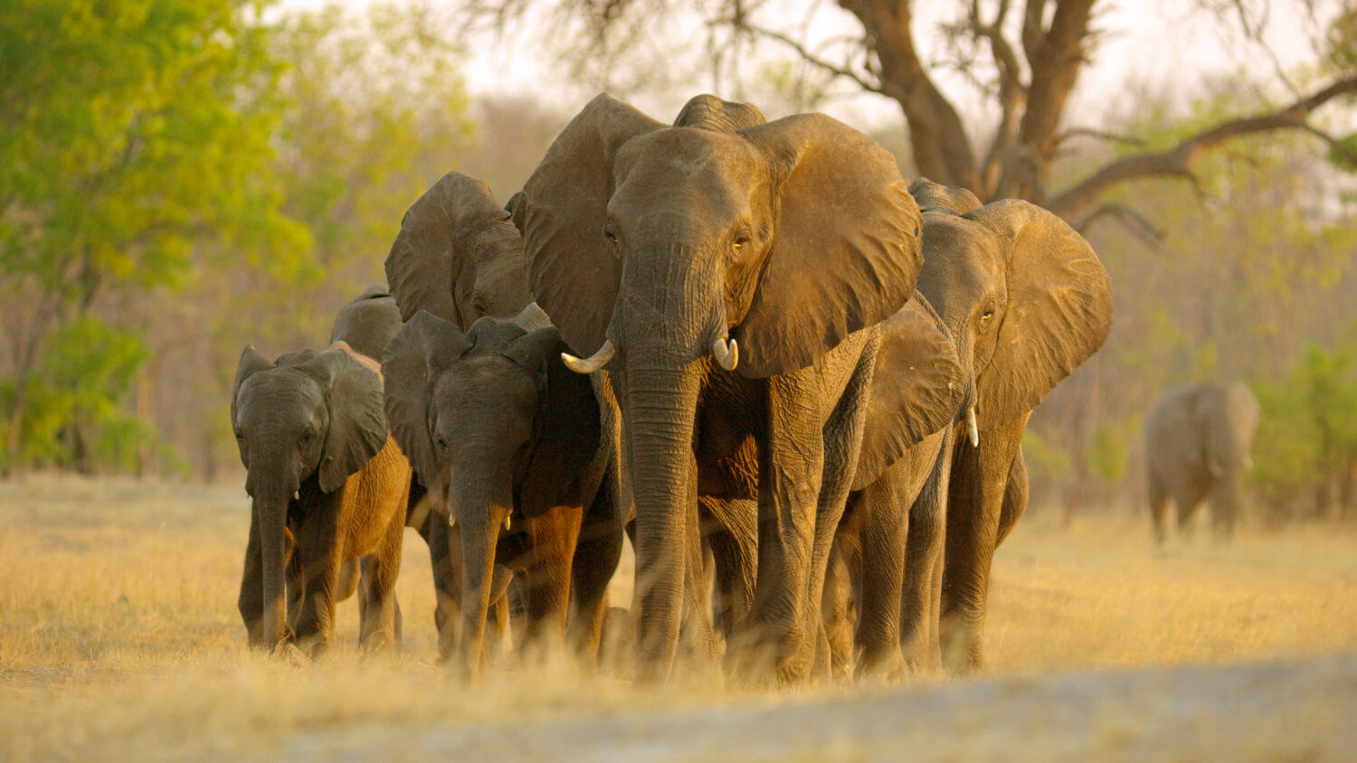 Disneynature's Elephant | New York Int'l Children's Film Festival